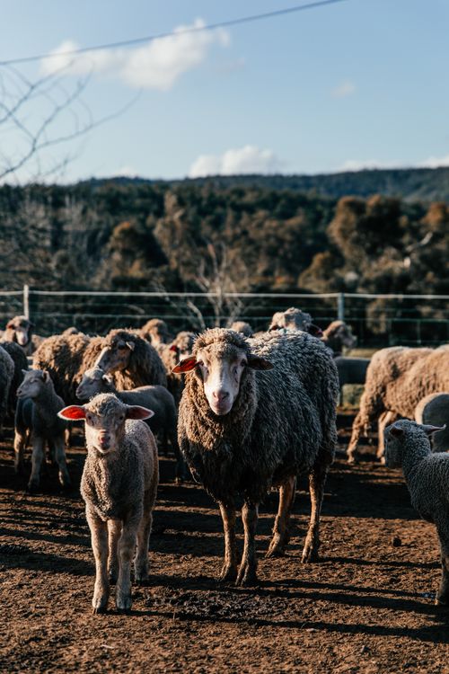 Free Domestic sheep with adorable little lamb standing together in enclosure and looking at camera in sunny summer farmland Stock Photo