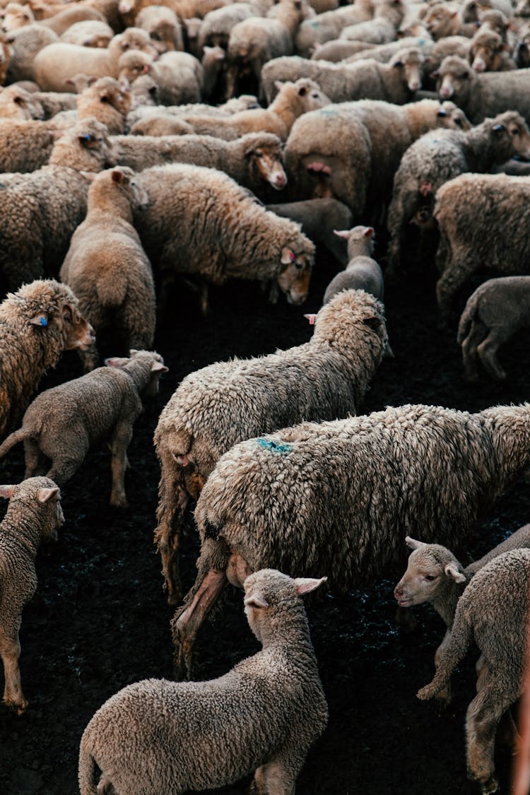 Many Sheep Standing In Farmland Enclosure