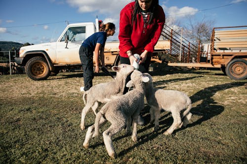 Free Farmer feeding cute lambs with milk Stock Photo
