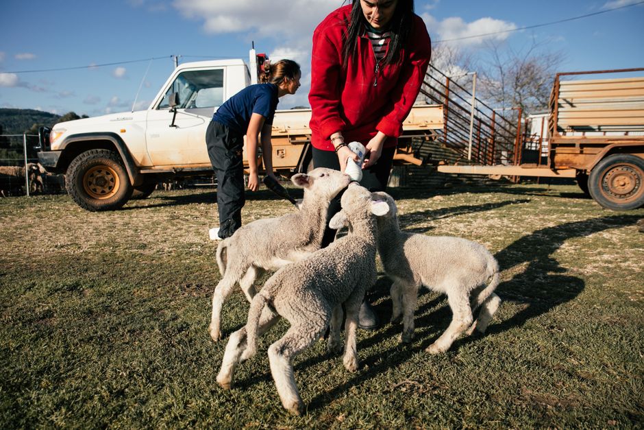 Farm Stay Experiences Beyond Sheep: Dairy and More! Farm Stay Experiences Beyond Sheep: Dairy and More!