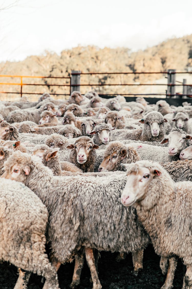 Domestic Sheep Walking In Enclosure In Summer Ranch