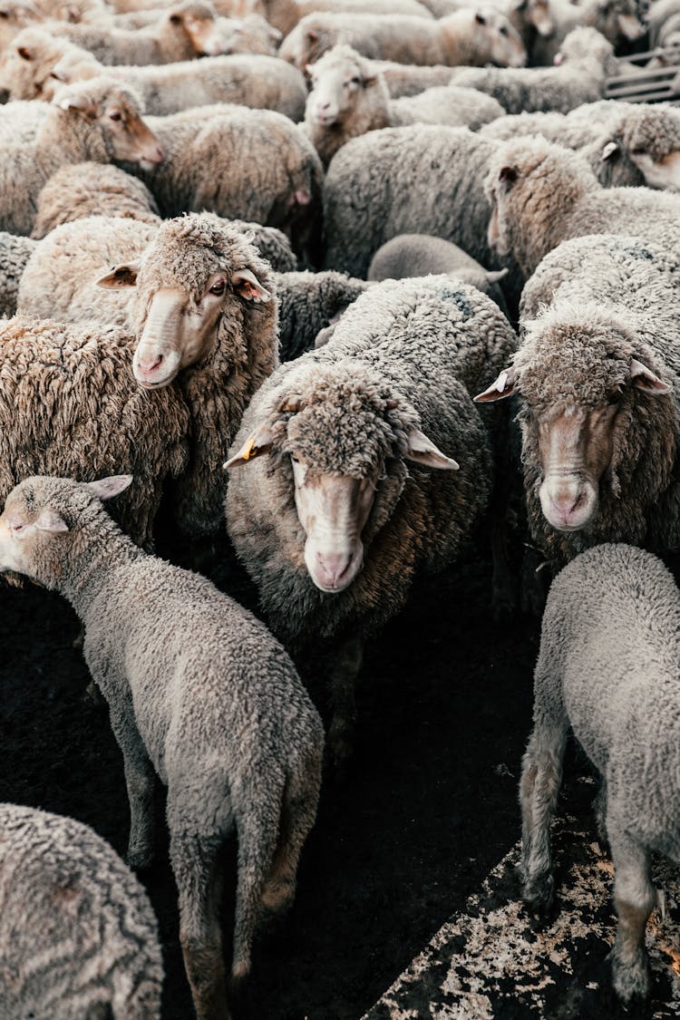 Flock Of Sheep Standing In Enclosure In Ranch