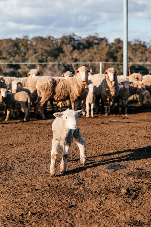 Adorable little lamb standing near flock of sheep in enclosure in sunny farmland