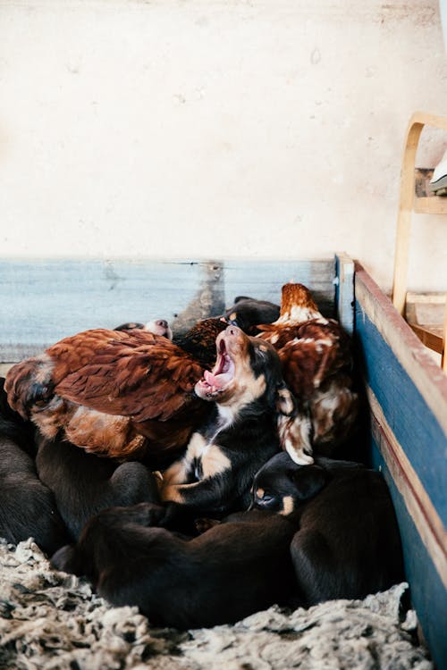 Free Funny little puppy yawning and lying near sleeping brothers and chickens in wooden cage in countryside Stock Photo