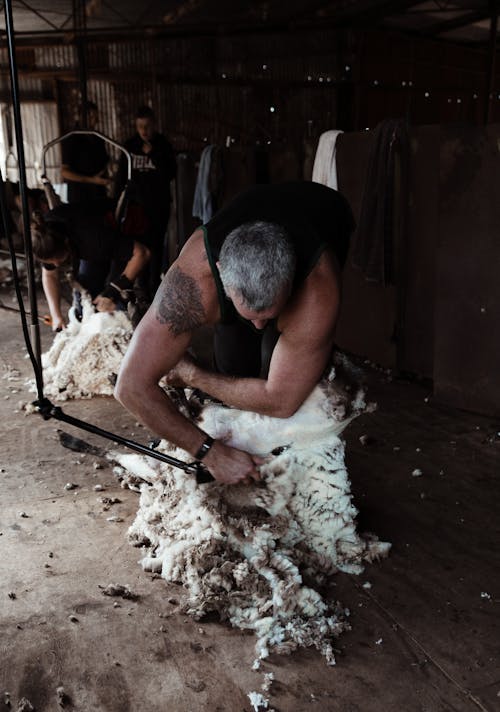 Faceless male farmer shearing domestic sheep and cutting off fluffy woolen fleece in barn in farmland