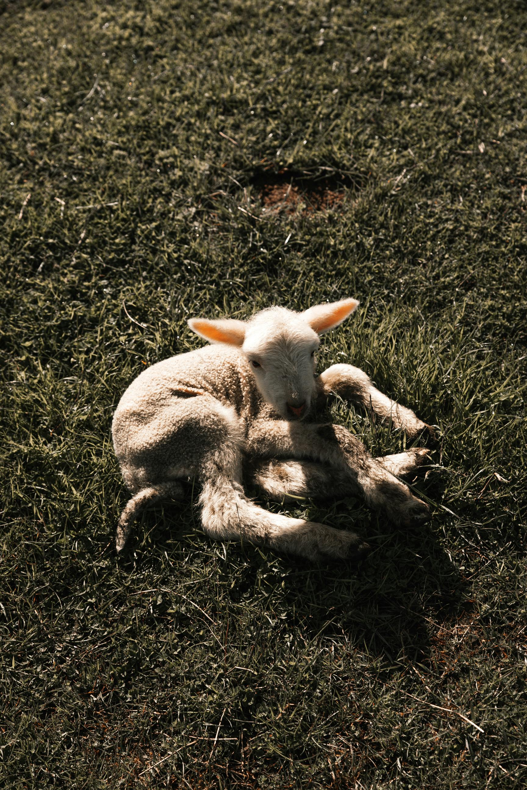 adorable little lamb lying on grass