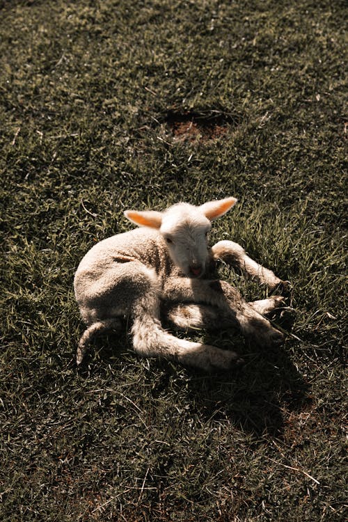 Free Adorable little lamb lying on grass Stock Photo
