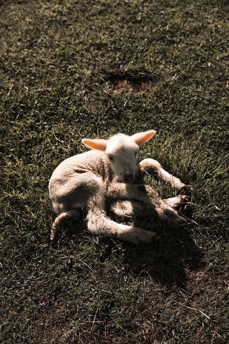 Adorable Little Lamb Lying On Grass