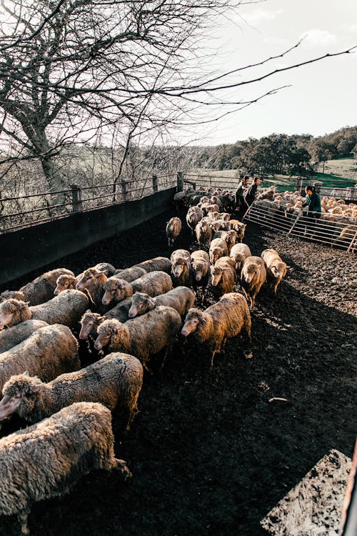 Flock of sheet walking in farmland enclosure