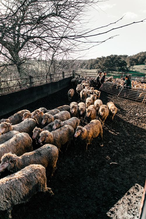 Free Flock of domestic sheep entering enclosure after pasturing in sunny farmland on clear day Stock Photo