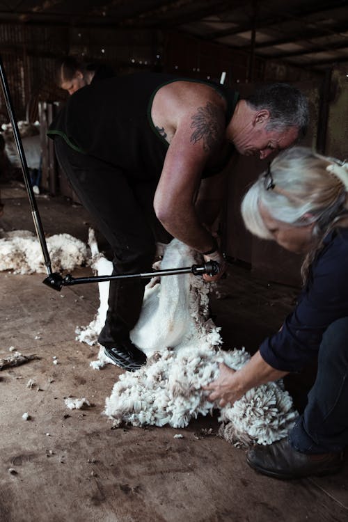 Immagine gratuita di agnello, aia, animale