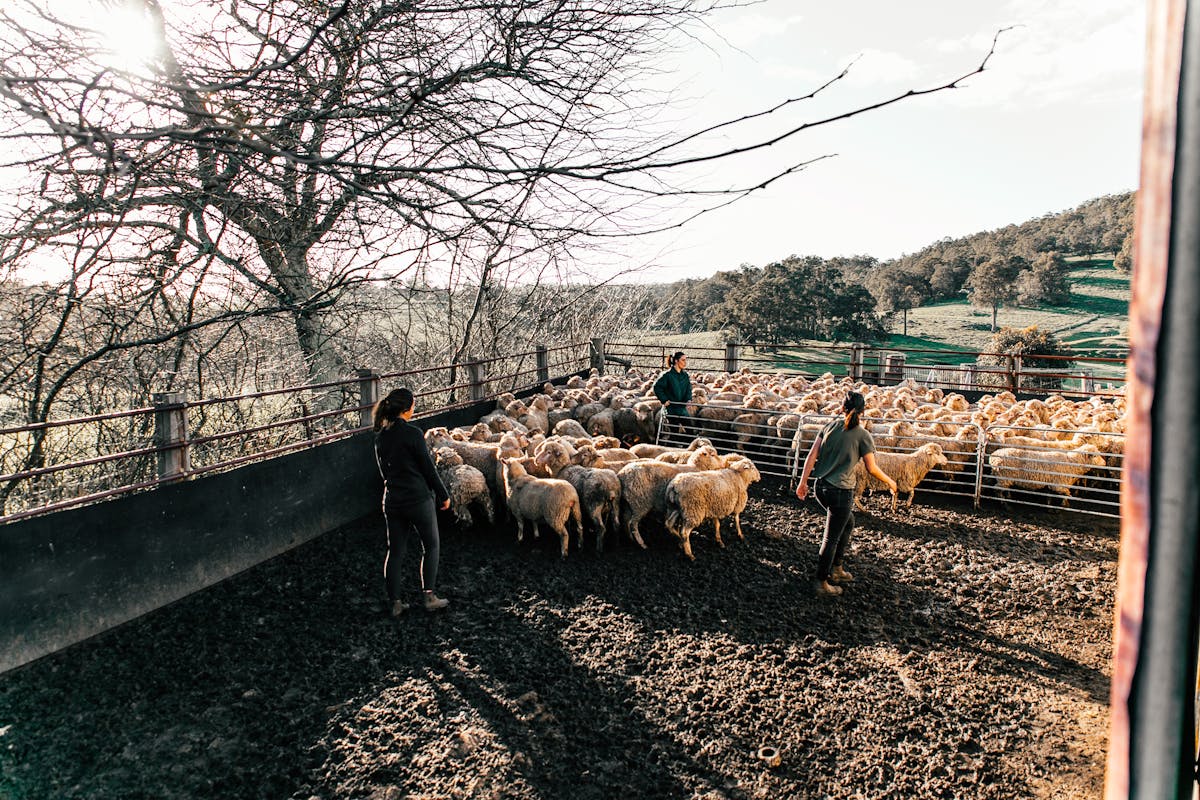 Faceless farmers walking sheep in enclosure in farmland