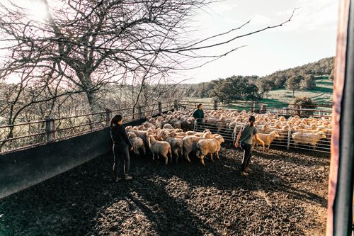 Free Unrecognizable farmers walking flock of domestic sheep in enclosure while working in sunny ranch Stock Photo