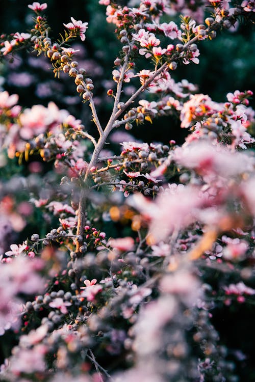 Delicate pink flower blossoming on tall plant branches and growing in lush verdant nature