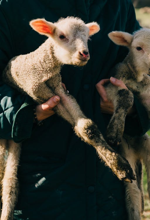 Crop anonymous farmer in black clothes carrying cute little lambs in sunny farmland
