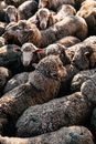 From above big flock of many domestic sheep with fluffy fur standing close in enclosure in sunny ranch