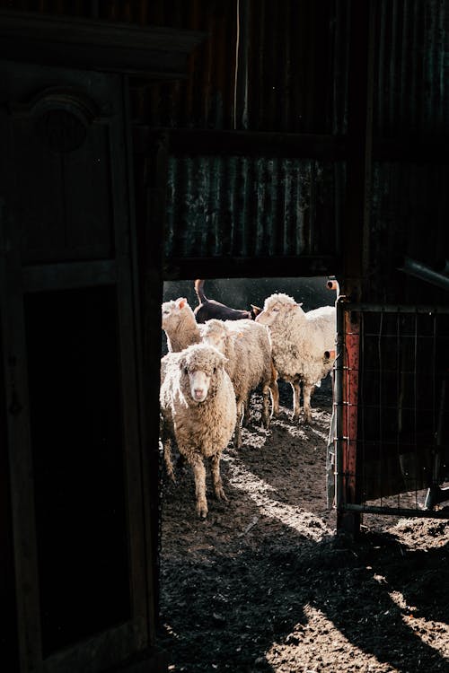 Sheep standing near barn entrance in ranch