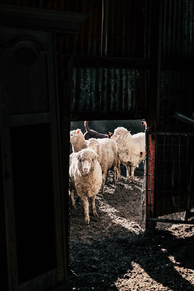 Sheep Standing Near Barn Entrance In Ranch