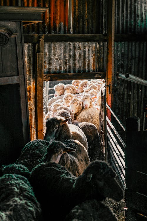 Flock of many young sheep entering shabby barn with narrow doorway after pasturing in sunny farmland