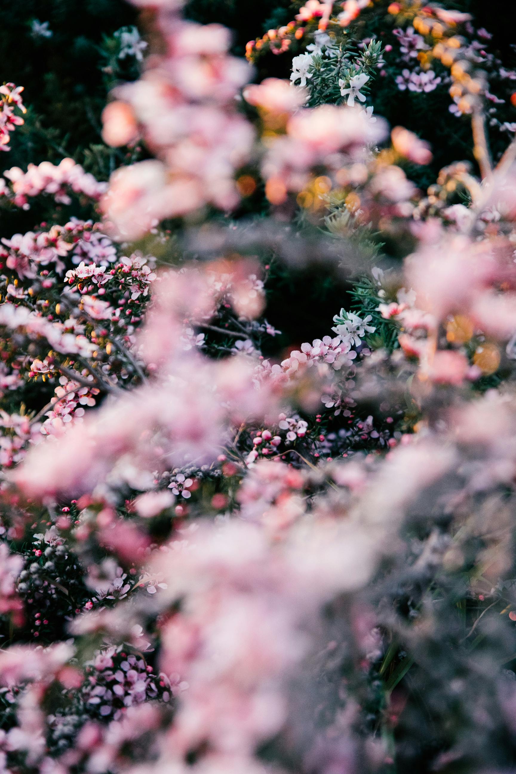 blooming pink bushes in summer garden