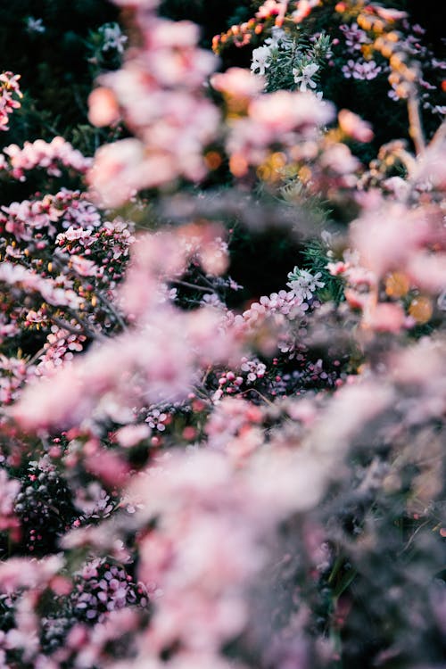 Lush flowering bushes with tender pink petals blossoming in summer garden on clear day