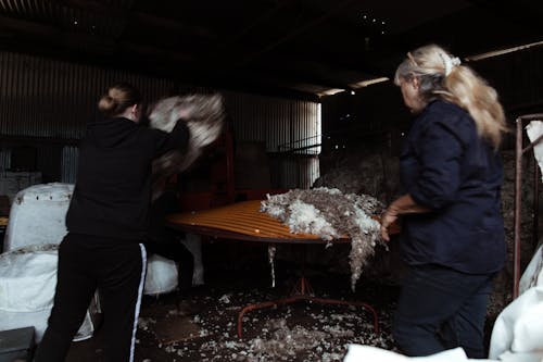 Anonymous female farmers in workwear sorting sheep woolen fleece in shed in farmland