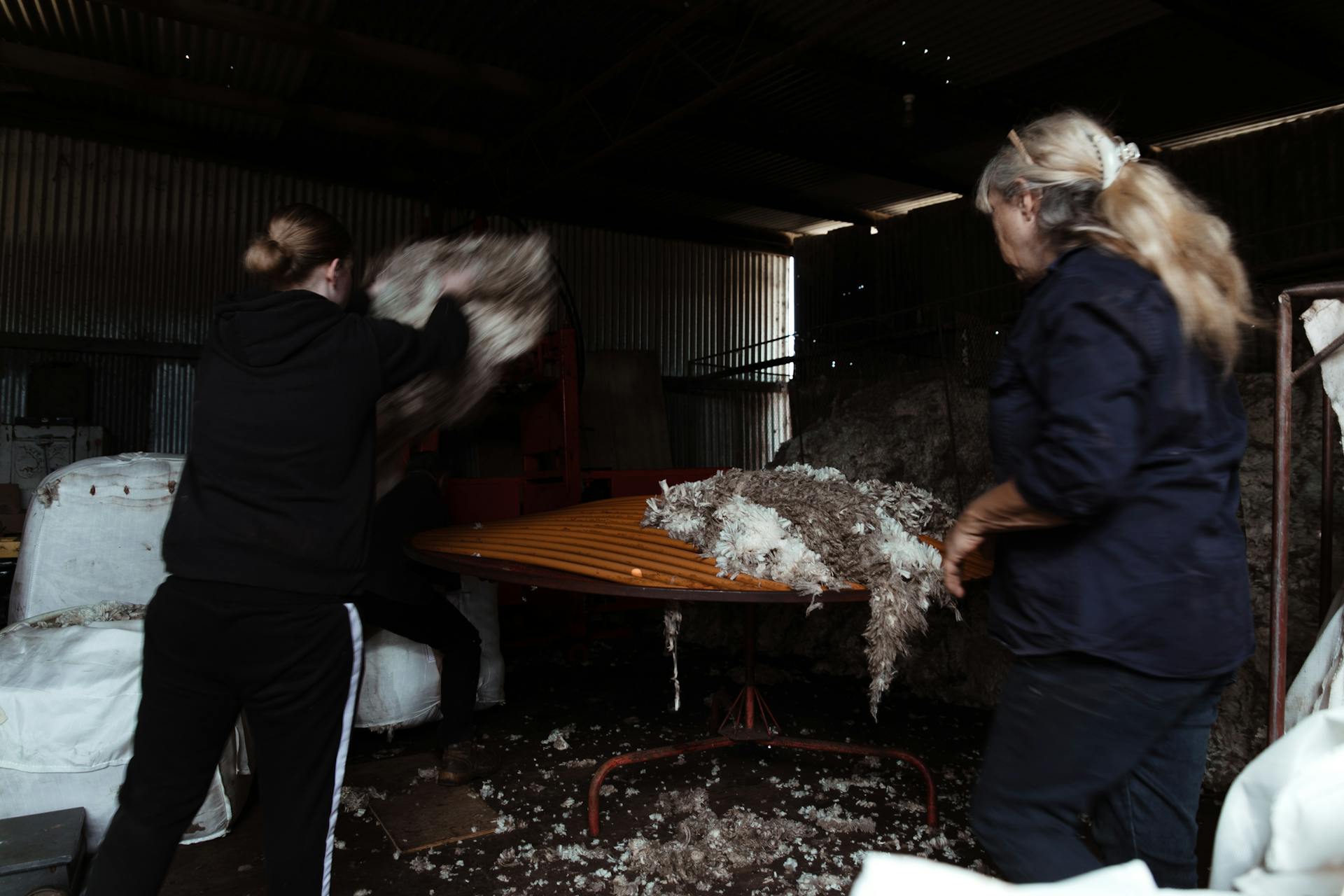 Anonymous female farmers in workwear sorting sheep woolen fleece in shed in farmland