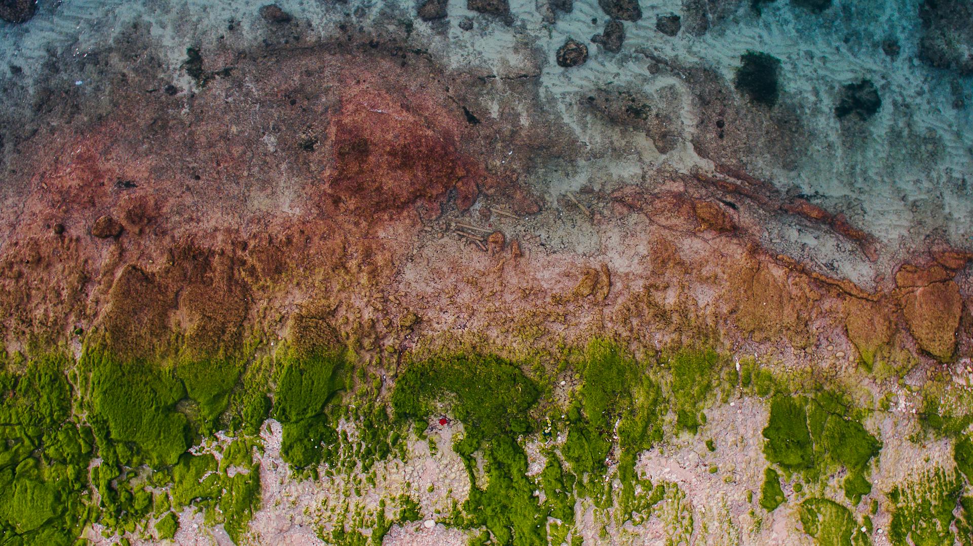 Aerial top view of uneven seashore with random greenery washed by azure clean seawater in peaceful nature