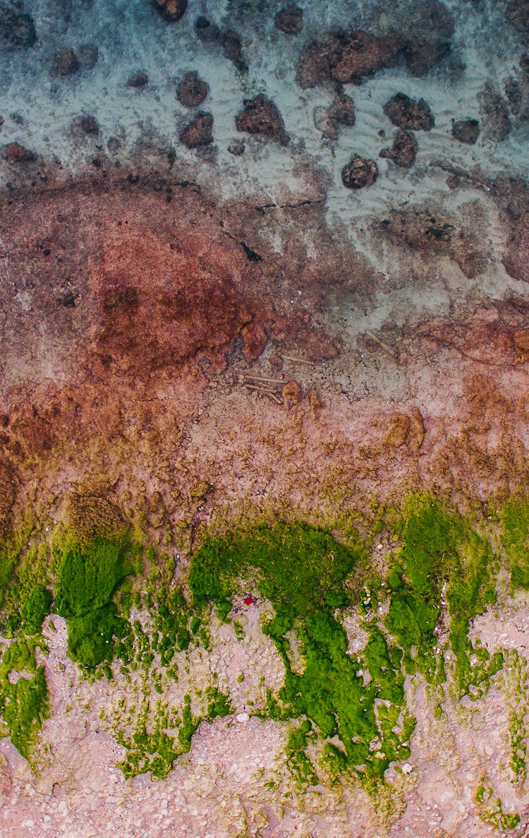 Wet Coast Of Ocean With Green Moss And Stones