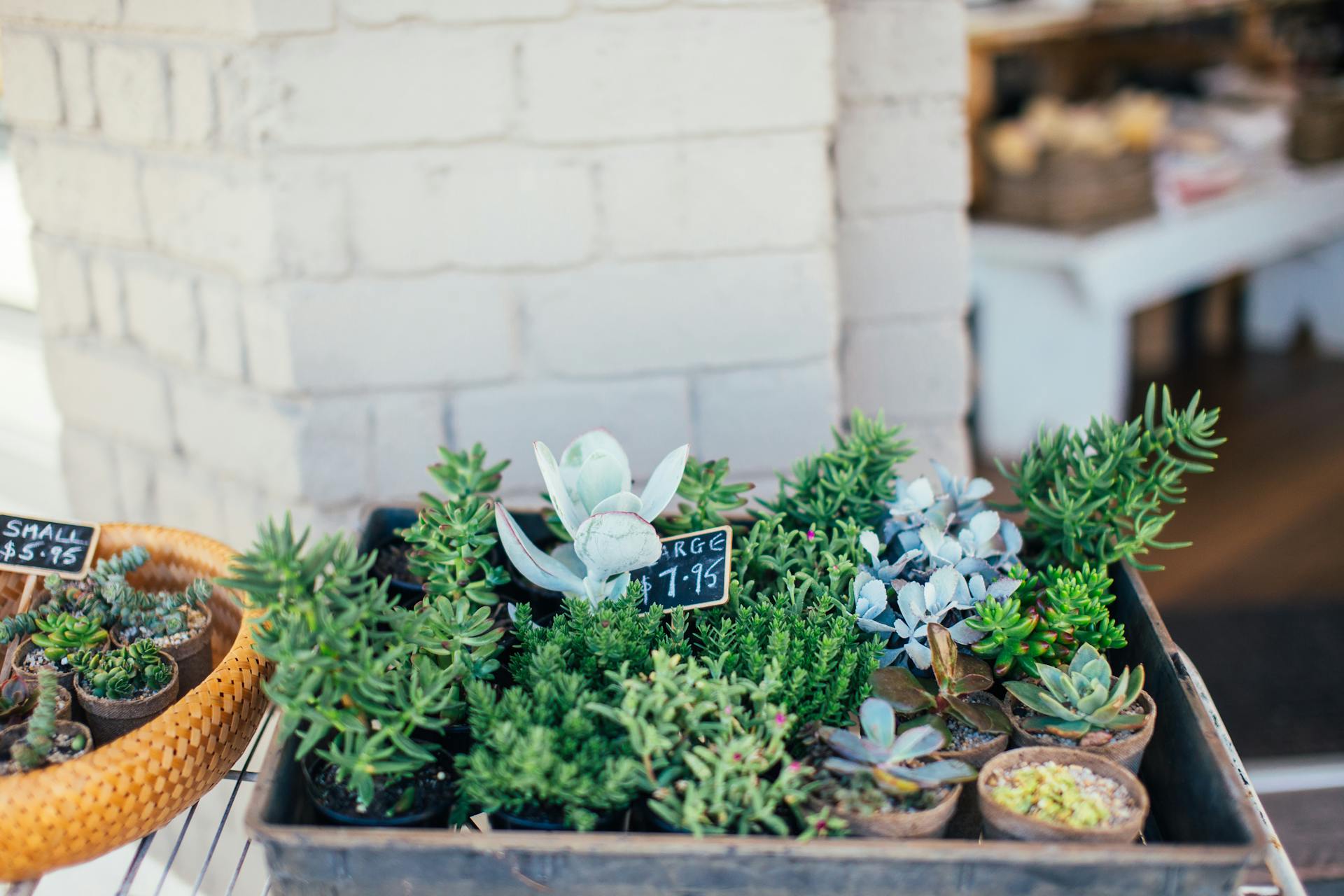 Little green potted plants near shop for sale