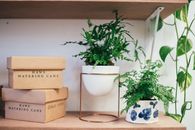架子上排列着一堆纸箱，旁边是叶子新鲜翠绿的盆栽植物