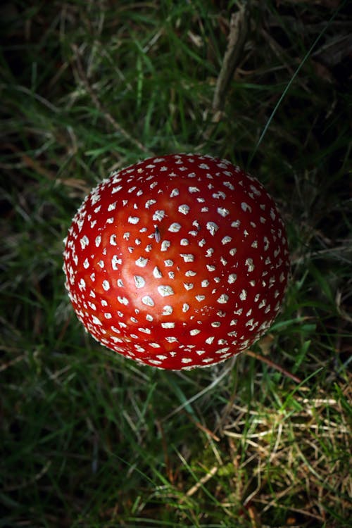 Imagine de stoc gratuită din a închide, amanita muscaria, ciupercă