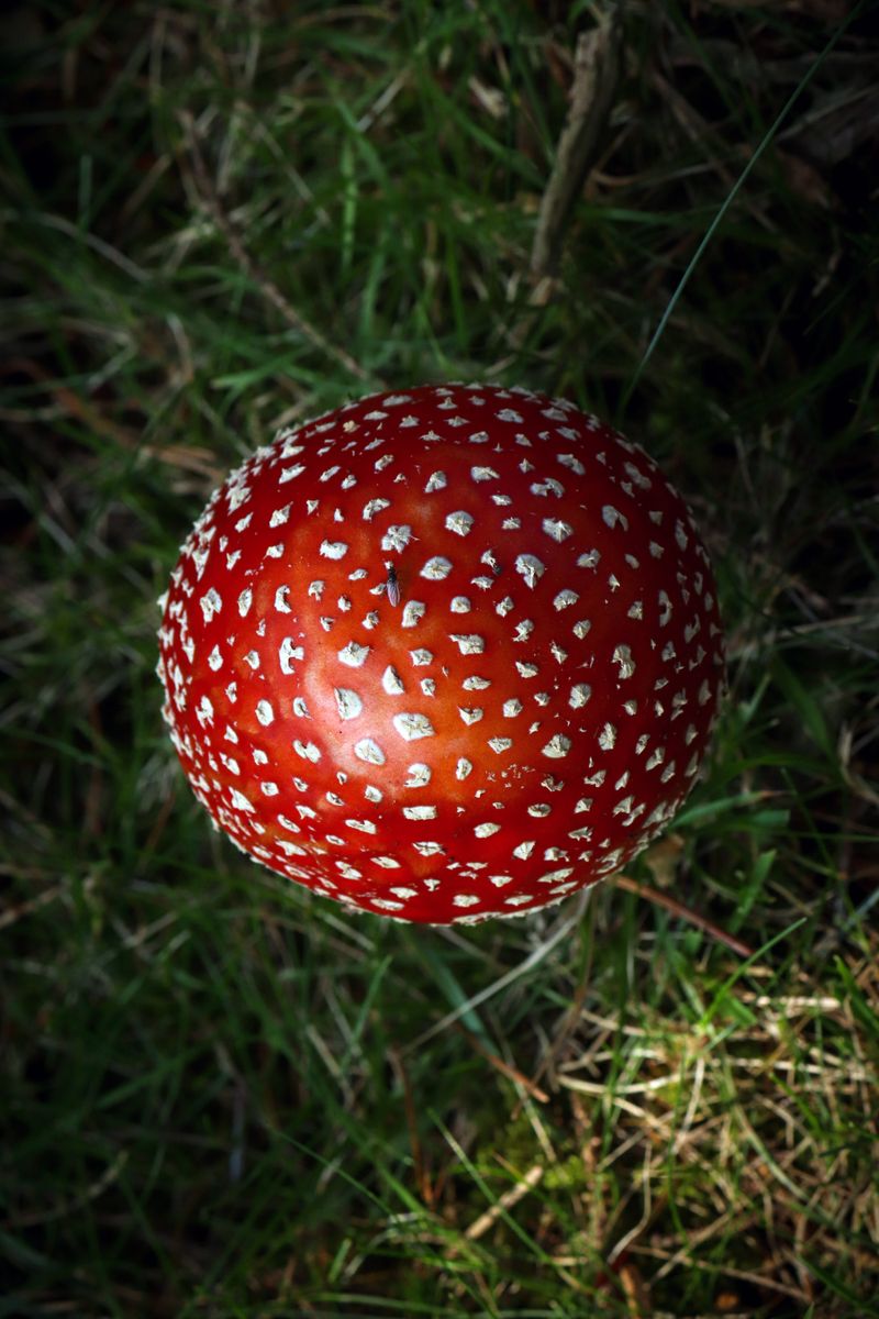 Frischer Fliegenpilz vor der Trocknung – Amanita muscaria mit intakter Kappe und weißen Flocken