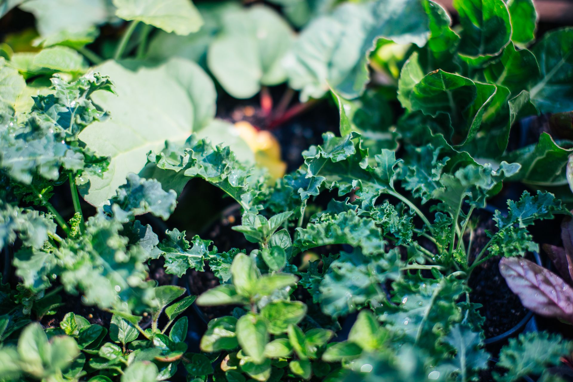 Plants with verdant fresh leaves growing on soil in summer garden in sunny weather