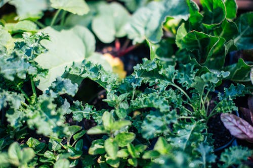 Leafy Greens Still Perfect to Plant in Late Summer