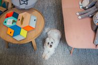 从上面看，可爱的马耳他犬坐在地板上，望着镜头，镜头对着桌子和沙发，沙发上摆满了各种色彩缤纷的玩具
