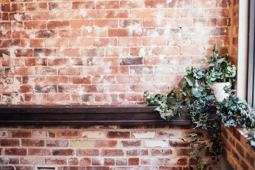 Green Plant on Brown Brick Wall