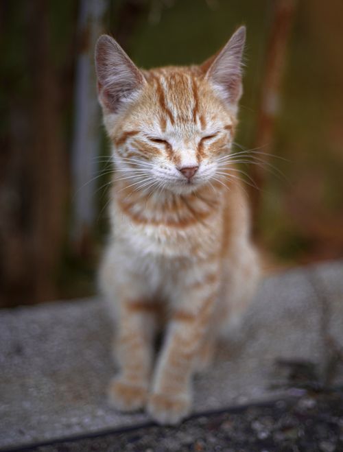 Free Cute orange tabby kitten sitting outdoors in Meknes, Morocco, capturing a serene moment. Stock Photo