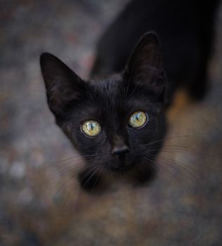一只可爱的黑色小猫，长着亮黄色的眼睛，在肖像特写中直视镜头