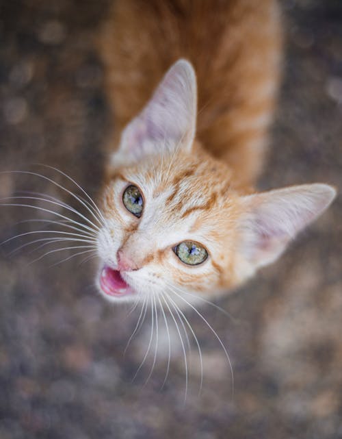 Free Photo of a Tabby Cat Stock Photo