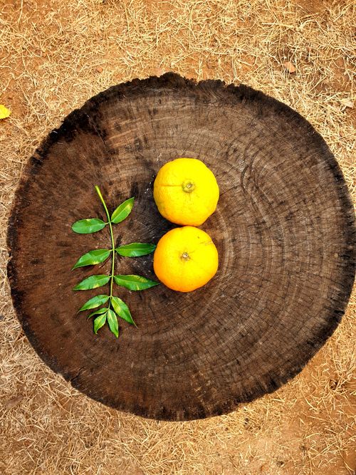 Free Top view of lemons and leaves on a tree stump outdoors, perfect for nature themes. Stock Photo