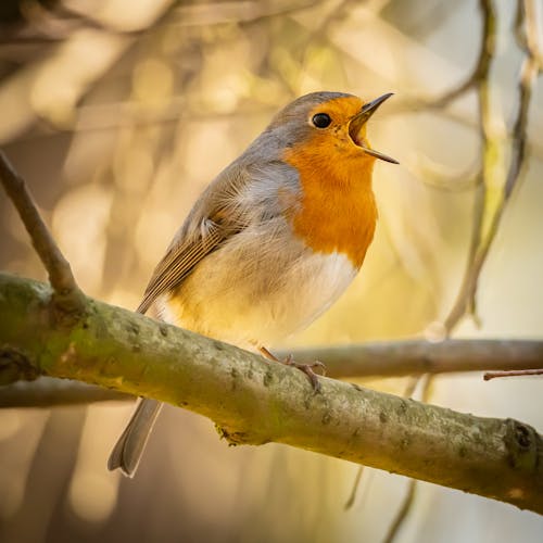 European Robin on Tree Branch