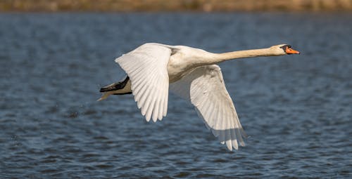 Swan Flying over Lake