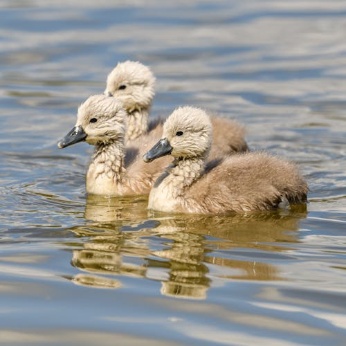 Baby Swans on Water