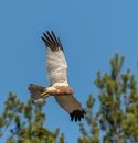 Harrier Flying in Sky