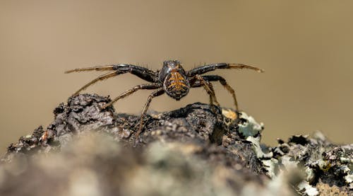 Close Up of Orb Weaver Spider