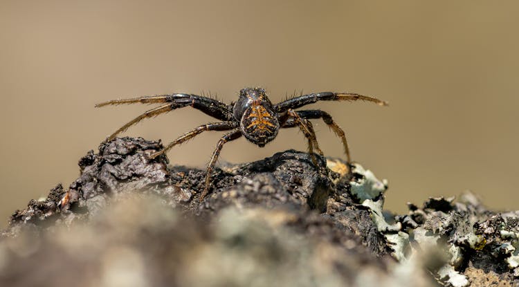 Close Up Of Orb Weaver Spider