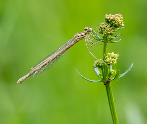 Damselfly on Plant