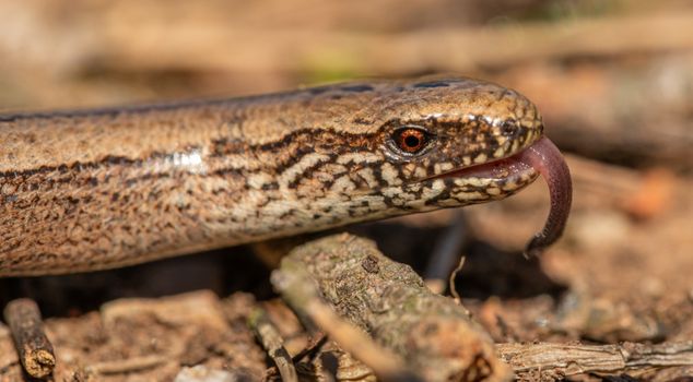 Close Up of Lizard