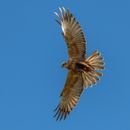 Low Angle View of Harrier Flying